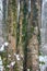 Hornbeam-wood in winter, trees covered with epiphytes, lianas, and sleet