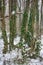 Hornbeam-wood in winter, trees covered with epiphytes, lianas, and sleet