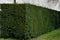 hornbeams, yews and boxwoods shaped into giant cone shapes with