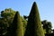 Hornbeams, yews and boxwoods shaped into giant cone shapes with rounded cone-shaped tips. Tall hedges of bosquets evergreen rich c