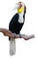 Hornbill