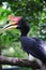 Hornbill