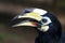 Hornbill