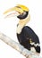 Hornbill