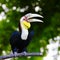 Hornbill