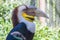 Hornbill