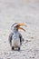 Hornbill