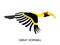 Hornbill african birds 1