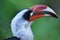 Hornbill bird of Africa in tropical jungle closeup