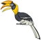 Hornbill bird animal character cartoon illustration