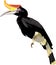 Hornbill Bird Animal Vector Illustration