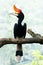 Hornbill bird on branch