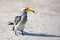 Hornbill bird with bright yellow beak stands on the ground close up on safari in Chobe National Park, Botswana, Southern Africa