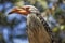 Hornbill bird in Kruger, South Africa