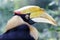 Hornbill bird portrait