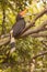 Hornbill bird on the thee in wild