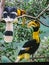 Hornbill, Bird, Tree, Forest, Scenery, Branches, Leaves, Bird Life, colourful, Forest life