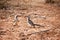 Hornbill birds on the sand on the ground, Botswana, Africa.