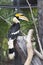 Hornbill in a cage at the zoo. Chainat Province, Thailand