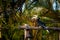 Hornbill feeding on Pangkor island