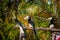 Hornbill feeding on Pangkor island