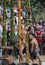 Hornbill Festival.Nagaland,India:3rd December 2013 : Young Naga Manin bamboo pole climibing contest at Hornbill Festival.