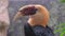 The hornbill is a genus of birds in the hornbill family, Bucerotidae.