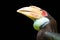 Hornbill isolated on black background