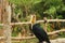 Hornbill, Julang, Kangkareng are a kind of bird that has a beak shaped like a cow\'s horn