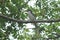 Hornbill Kedaththa in sri lanka. Sri Lanka grey hornbill Ocyceros gingalensis
