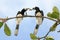 Hornbill kisses