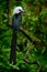 Hornbill in the nature habitat. Western Long-tailed Hornbill, Horizocerus albocristatus, sitting on the branch in the tropic fores