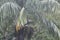 Hornbill in a Palm Tree