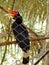 hornbill, rangkong, enggang, endemic animal from indonesia