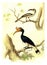 Hornbill, Rhinoceros Hornbill, vintage engraving
