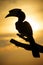 Hornbill Silhouette