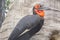 Hornbill southern ground in a tree, Bucorvus leadbeateri