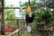 Hornbill tropical bird of indonesia