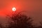 Hornbill visible in the sun circle at sunset, Etosha, Namibia