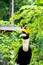 Hornbill in wild life breeding station.