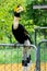 Hornbill in wild life breeding station.