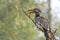 Hornbill Yellow Billed Perched