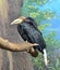 Hornbills Bucerotidae