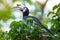 Hornbills eat baby cubs in the middle of nature