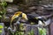 Hornbills eating tree snakes in the zoo