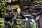 Hornbills eating tree snakes in the zoo