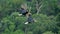 Hornbills flying above the rain forest