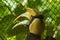 Hornbills with a hollowed head on the top.