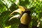 Hornbills with a hollowed head on the top.