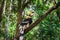 Hornbills are large, endangered, fruit-eating birds found across Asian forests with only certain fleshy fruit trees